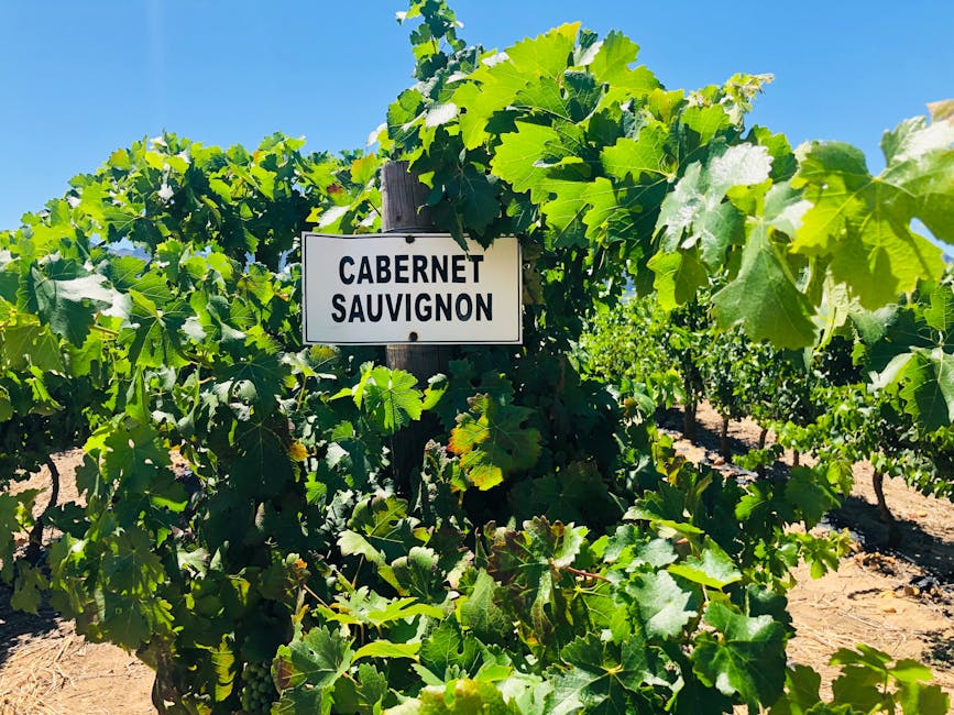 Cabernet Sauvignon คืออะไร? ราชาไวน์แดงที่ควรรู้จัก