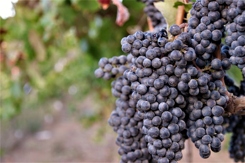 Organic vs Biodynamic vs Natural Wine ต่างกันอย่างไร?