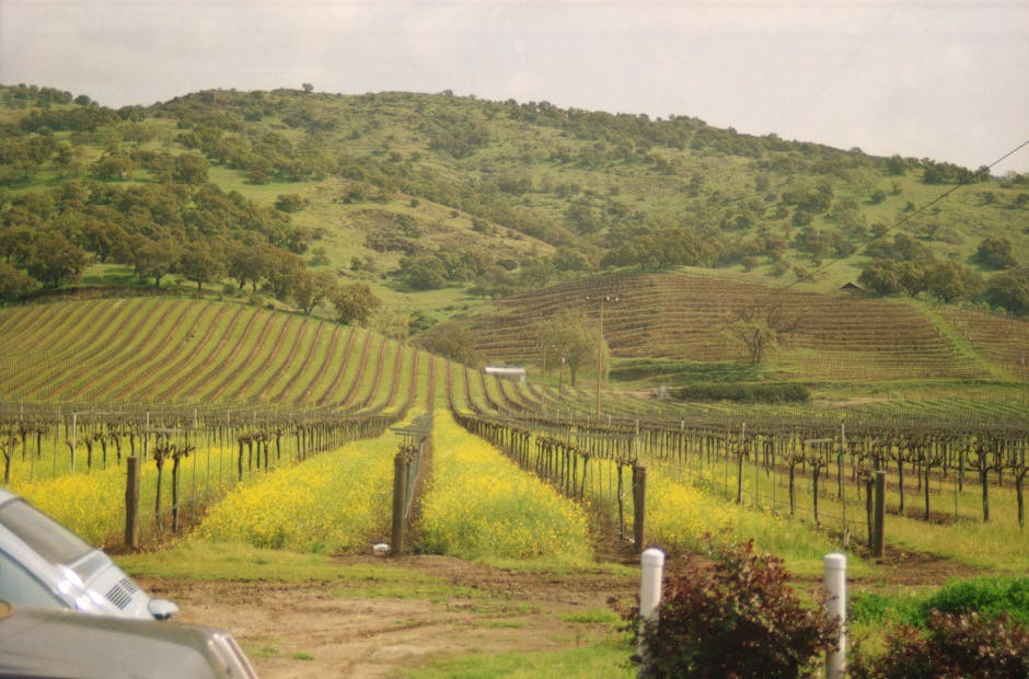 Sonoma แหล่งผลิตไวน์สหรัฐอเมริกาที่ควรรู้